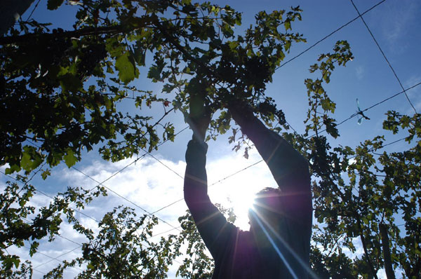 10 things you should know about Malbec