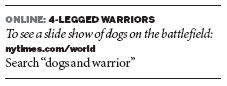 Canine soldiers, beloved and battle-tested