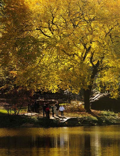 Deep autumn colors of Central Park