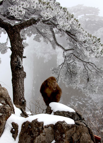 Monkeys enjoy Huangshan snow