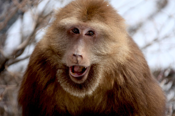 Monkeys enjoy Huangshan snow