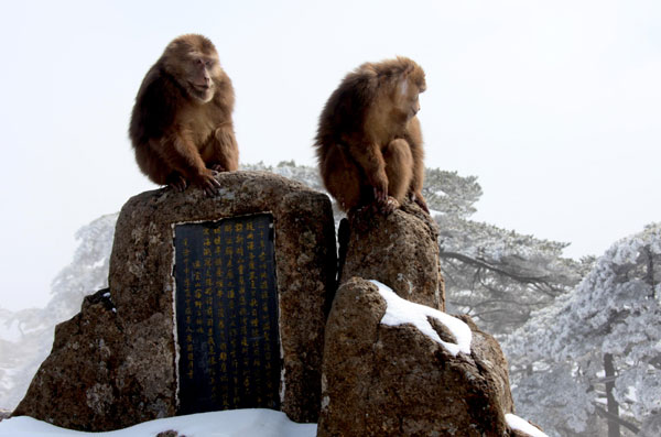 Monkeys enjoy Huangshan snow