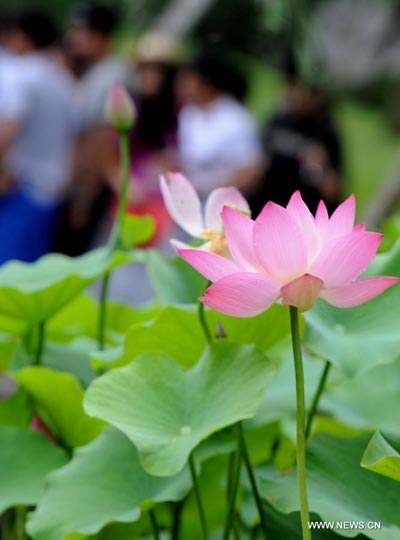 Lotus Festival kicks off in Suzhou