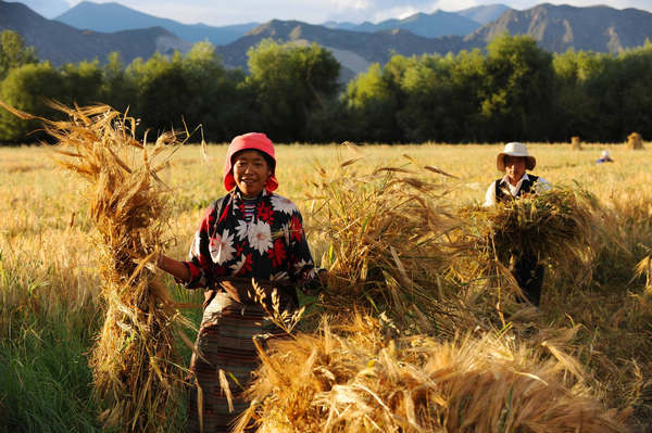 Time to harvest in Tibet