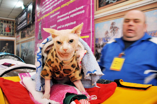 International Cat Show in Bishkek