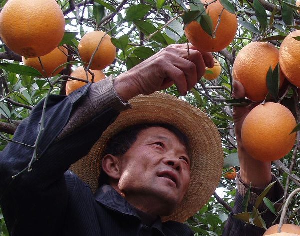 Nature works its magic in Chongqing