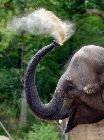 The nose knows: Elephants have strongest sense of smell