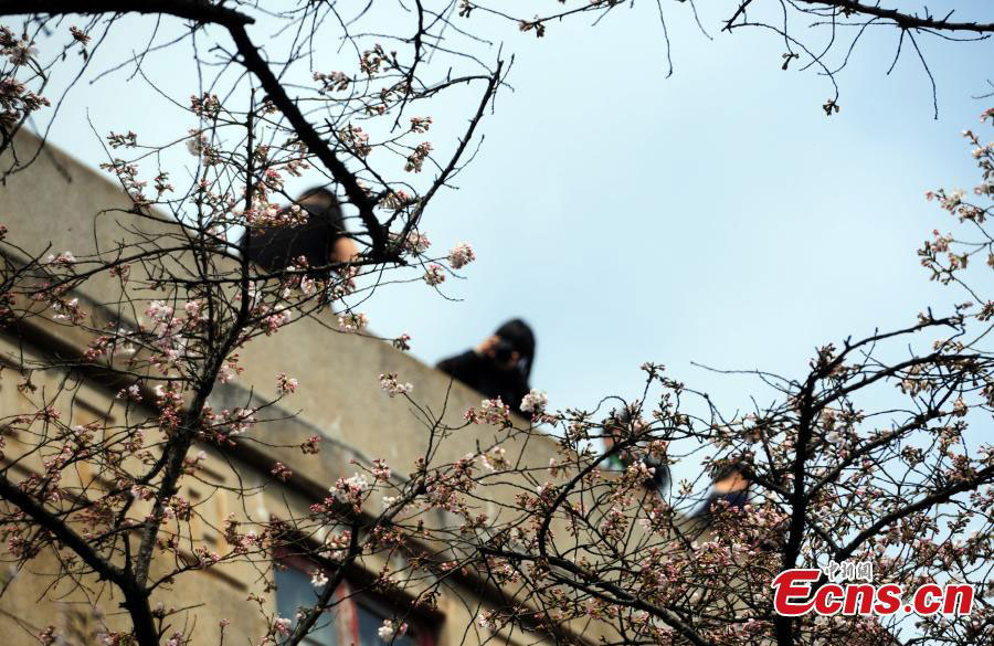 People flock to cherry blossoms at Wuhan University