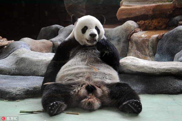 Captive panda population reaches 520 worldwide
