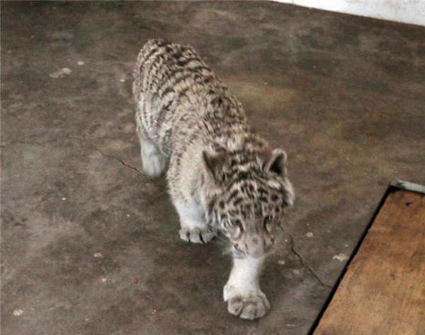 Taiyuan Zoo sets up 'white tiger kindergarten'