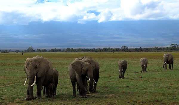 No trade, no killing of elephants