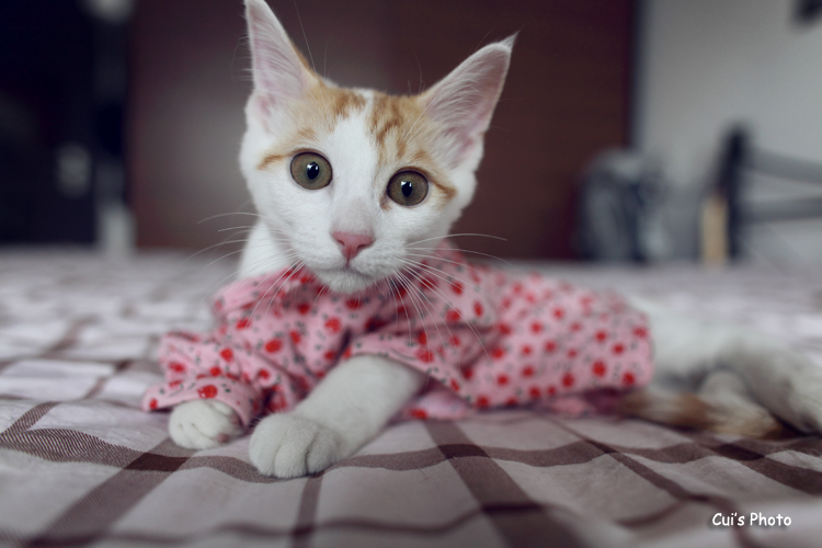 Cui Xiaofang's photography: Lens on cats