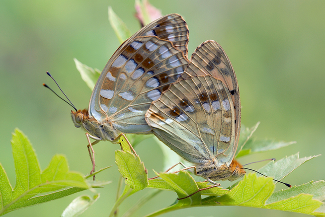 Photographer Adam Xu