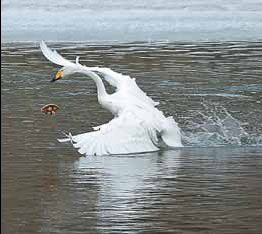 Swan love songs