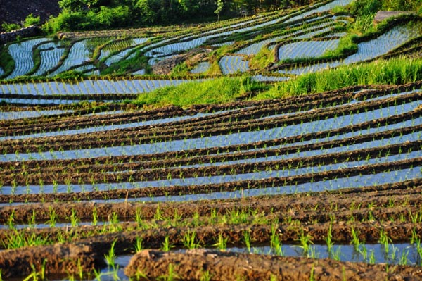 Terraces are another world