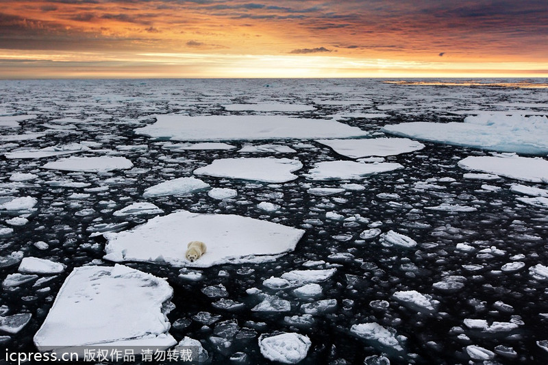 Lonely polar bear in the Arctic Ocean