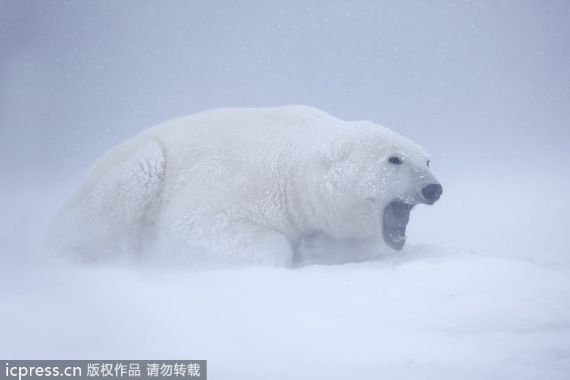 Playful polar bears spar in cold weather