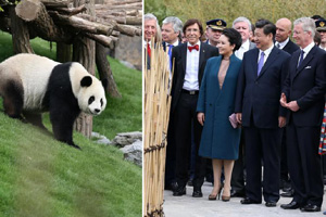 Zoo installs TV to cheer panda up