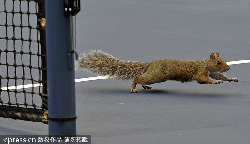 Pictures of the year 2013: Unexpected visitors on court