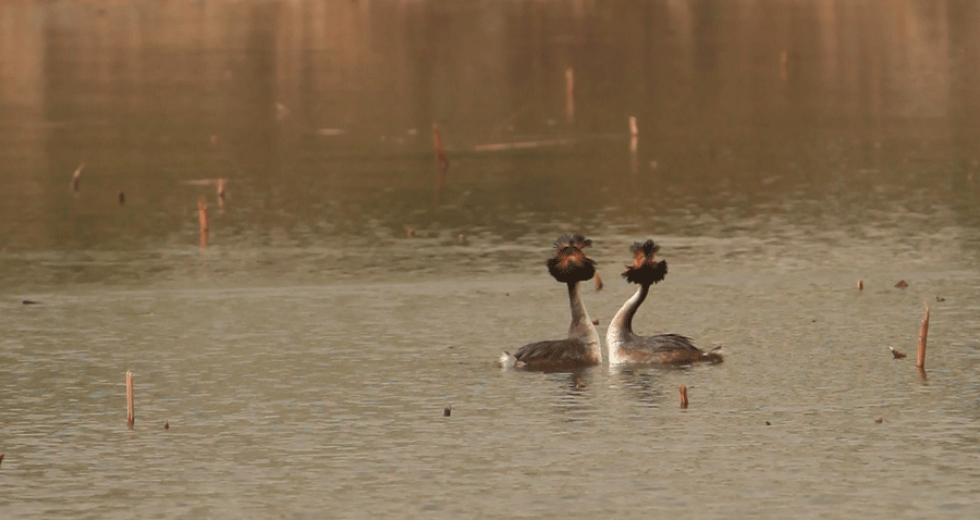 Photos capture water birds' romance