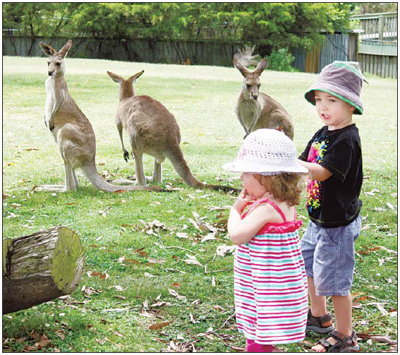 Sunbathing with kangaroos