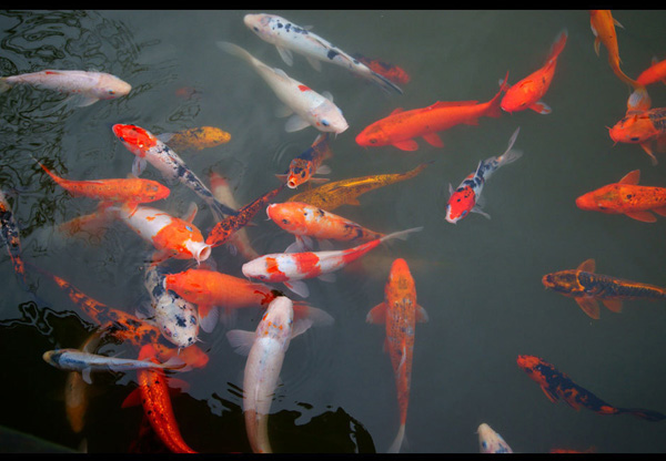 South Sichuan bamboo sea