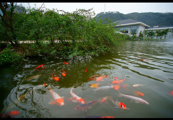 South Sichuan bamboo sea