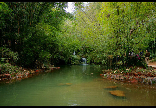 South Sichuan bamboo sea