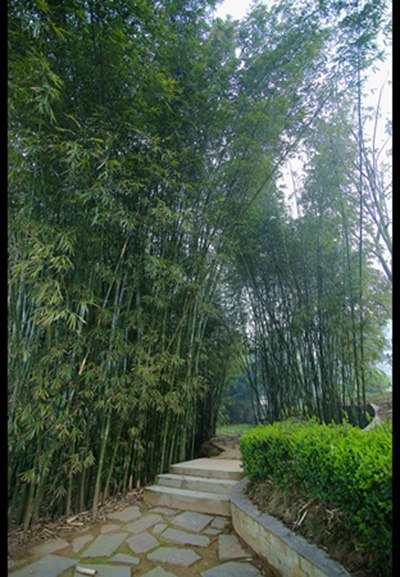 South Sichuan bamboo sea