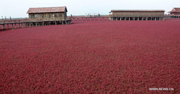 Tourists visit Red Beach in NE China during Mid-autumn