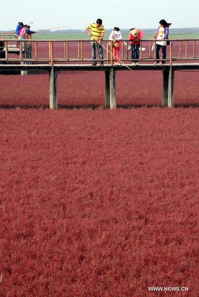 Tourists visit Red Beach in NE China during Mid-autumn