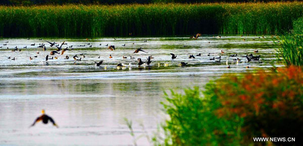 Birds' paradise: wetland of Tengger Desert in NW China