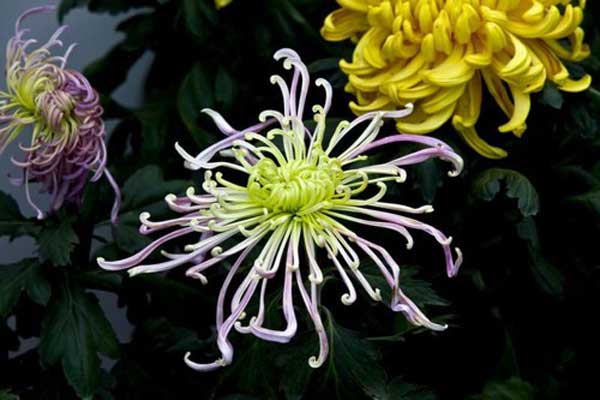 Time for chrysanthemums!