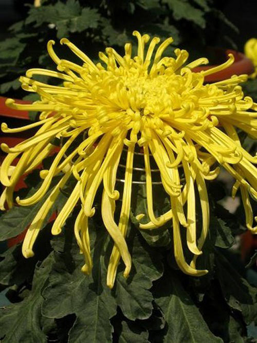 Time for chrysanthemums!