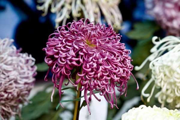 Time for chrysanthemums!