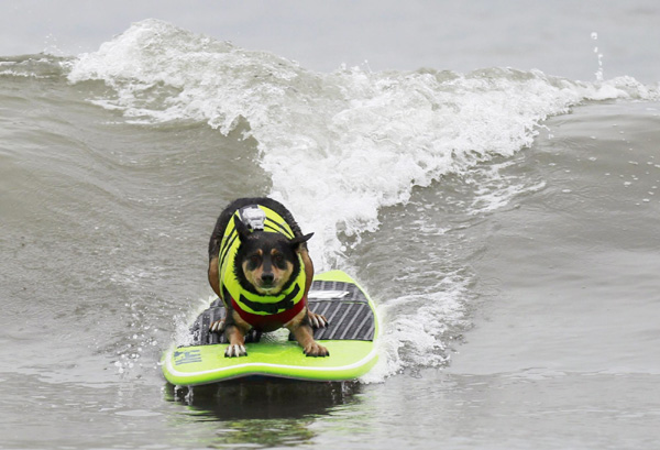 Pups take the waves