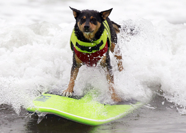 Pups take the waves