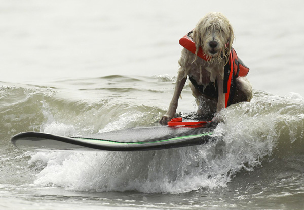 Pups take the waves