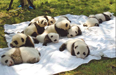 Panda cubs big draw for tourists to Sichuan