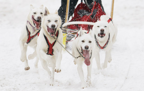 Dog sled race