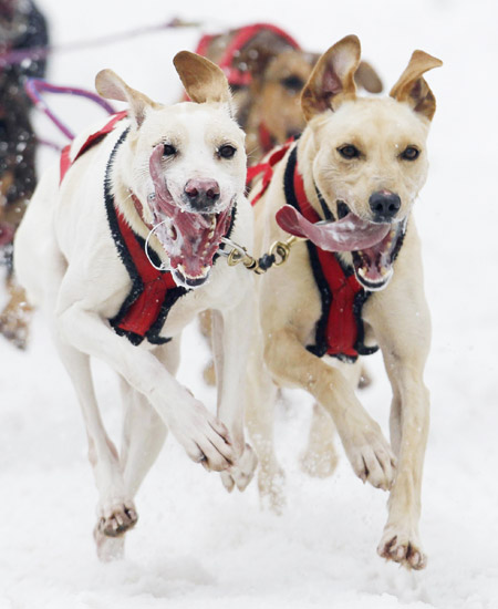 Dog sled race