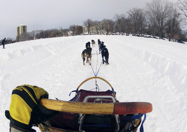 Dog sled race