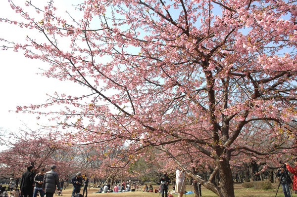 Sweet spring arrives in Tokyo