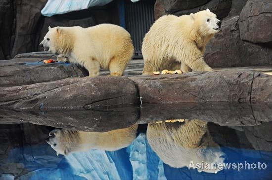 Twin polar bear cubs' survival 'miracle'