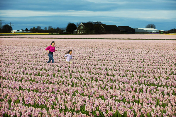 Tulips bloom in Amsterdam