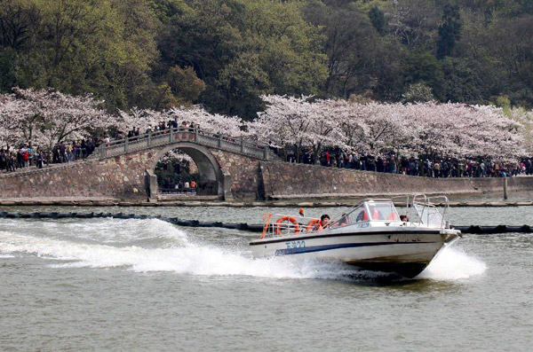 Cherry blossoms on resort of Taihu Lake