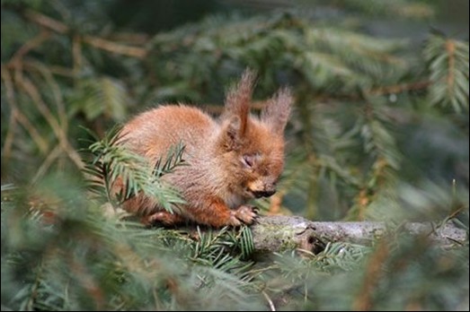 Animals in sound sleep