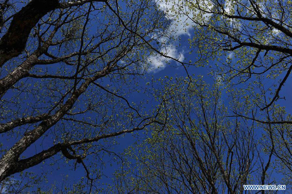 Scenery of Dajiuhu Wetland in Shennongjia