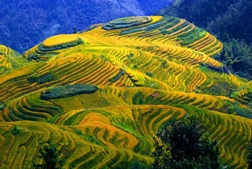 Longji Terraces