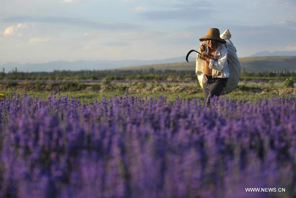 Lavender flowers in Xinjiang